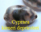 Cypraea kieneri depriesteri, Schilder 1933